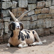 Billy Goat with four horns